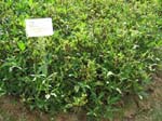 Ipomoea batatas   - 