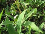 Ipomoea batatas   - 