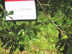 Macadamia integrifolia   - 