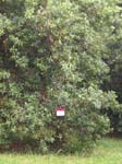 Macadamia integrifolia   - 