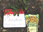 Macadamia integrifolia   - 