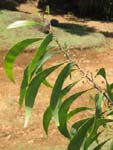 Acacia koaia   - single branch