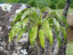 Delissea rhytidosperma   - crown