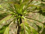 Delissea rhytidosperma   - flower detail