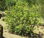 Hibiscus kokio subsp. saintjohnianus  - 