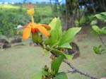 Hibiscus kokio subsp. saintjohnianus  - flower detail