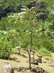 Polyscias racemosa   - 