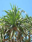 Pandanus tectorius   - tree detail with fruit