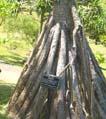 Pandanus tectorius   - aerial roots