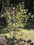Hibiscus waimeae subsp. hannerae  - Habit, in full flower