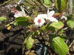 Hibiscus waimeae subsp. hannerae  - Flowering branch