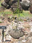 Lobelia niihauensis   - 