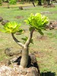 Brighamia insignis   - Habit, with atypical side branch