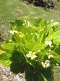 Brighamia insignis   - Leaves and flowers