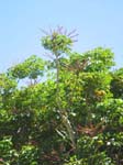 Schefflera actinophylla   - crown