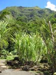 Saccharum officinarum   - 