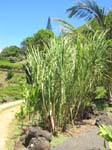 Saccharum officinarum   - yellow stem