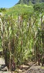 Saccharum officinarum   - 