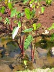 Colocasia esculenta   - Plants growing in wetland