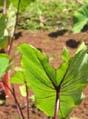 Colocasia esculenta   - plant detail