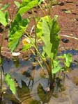 Colocasia esculenta   - Habit in wetland