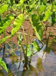 Colocasia esculenta   - Habit in wetland