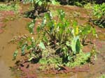 Colocasia esculenta   - Habit in wetland