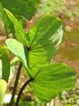 Colocasia esculenta   - plant detail