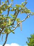 Polyscias racemosa   - 