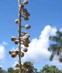 Polyscias racemosa   - flower detail