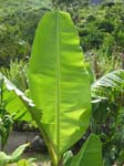 Musa x paradisiaca   - leaf detail