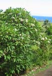 Plumeria rubra   - 