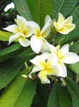 Plumeria rubra   - flower detail