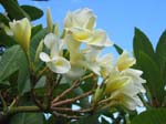 Plumeria rubra   - flower detail