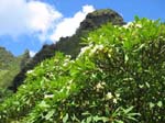Plumeria rubra   - 