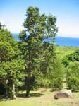 Metrosideros polymorpha   - 