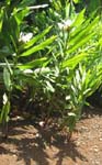 Hedychium coronarium   - 