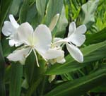 Hedychium coronarium   - flower detail