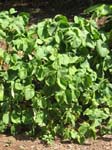 Piper methysticum   - 