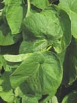 Piper methysticum   - leaf detail