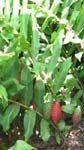 Zingiber zerumbet   - 