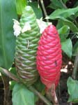 Zingiber zerumbet   - Bracts with flowers