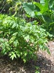 Tacca leontopetaloides   - 