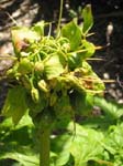 Tacca leontopetaloides   - fruit detail