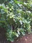 Morinda citrifolia   - 