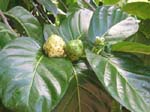 Morinda citrifolia   - fruit and flowers