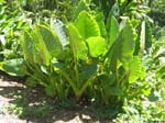 Alocasia macrorrhizos   - 