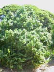 Thespesia populnea   - 