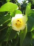 Thespesia populnea   - new flowers