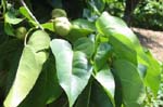 Thespesia populnea   - fruit